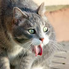 Also , if i may suggest, do not feed your cat people food. Ask A Vet With Dr Sam What Are Hairballs And Why Do Cats Get Them Mrfrs The Merrimack River Feline Rescue Society