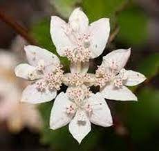 Pin On Exotic Flowers