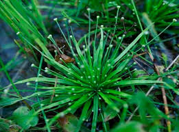 Image result for Eriocaulon africanum