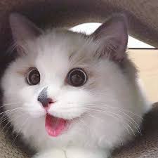 I have a cat and she's so beautiful. Searching For Kittys