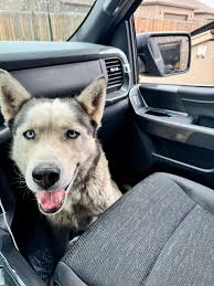 Found husky near springdale and airport needs owner
