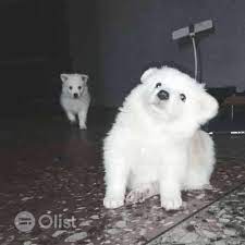 Chihuahua Puppy Chihuahua Dogs Puppie Price In Ikeja Nigeria Olist