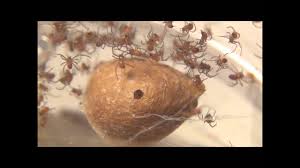 See more of black widow on facebook. Baby Black Widows Hatching Hd Youtube