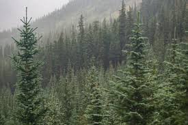 We are family owned and operated and have been serving winnipeg and the surrounding area for over 15 years. Cedar Tree Foundation