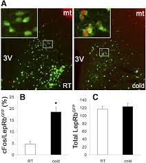 Leptin-Receptor-Expressing Neurons in the Dorsomedial Hypothalamus and  Median Preoptic Area Regulate Sympathetic Brown Adipose Tissue Circuits