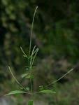 Image result for Pandiaka rubrolutea