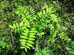 Image result for Senna sophera