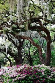 Azaleas And Oaks Savannah Chat Spring Time Historic Savannah