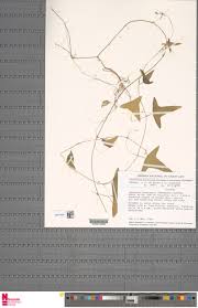 Image result for Bambekea racemosa