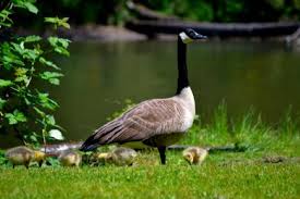 The sonic goose repellent plays loud distress and predator calls, when the geese here the calls their natural instinct is to flee the. Canada Geese Washington Department Of Fish Wildlife