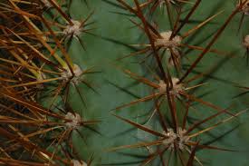 Image result for Cereus jamacaru