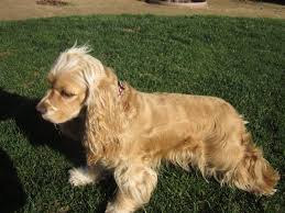 It's short enough to where you don't have to brush out any. 49 Free Black Cocker Spaniel Wallpaper On Wallpapersafari