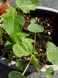 We did not find results for: Papaya Seedlings Curled Deformed Leaves What S Wrong Gardening Garden Diy Home Flowers Roses Nature Landscaping Hor Seedlings Plant Leaves Leaves