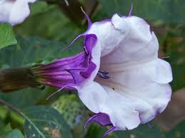 Image result for Datura metel