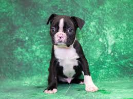 8 weeks is the absolute youngest a puppy. Boston Terrier Puppies Pet City Pet Shops