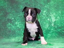 $300 sage boston terrier puppy female. Boston Terrier Puppies Pet City Pet Shops