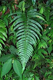 Image result for Blotiella trichosora