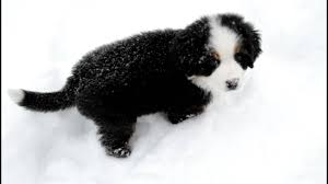 Bernese mountain dog and poodle. Josie 9 Week Old Bernese Mountain Dog Pup Playing In Snow Youtube