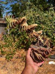 Image result for Kedrostis nana