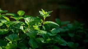 Peppermint 10 respin is built on a long term support (lts) code base, so as well as being customizable to your heart's content, will be good to go for quite some time. The Real Difference Between Spearmint And Peppermint