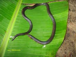 Image result for Atractus zgap