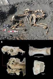 As for moving the bones 1,800 kilometres north to darwin, ms jan said a colleague driving north from adelaide had planned to pick them up on the way. Multidisciplinary Approaches To Food And Foodways In The Medieval Eastern Mediterranean Animals In Food Consumption During The Byzantine Period In Light Of The Yenikapi Metro And Marmaray Excavations Istanbul Mom Editions