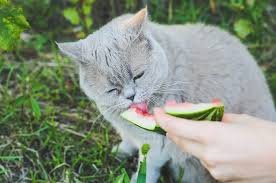 Maybe you would like to learn more about one of these? Can Cats Eat Watermelon All About Cats