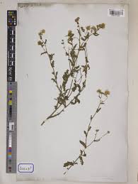 Image result for Pluchea dioscoridis