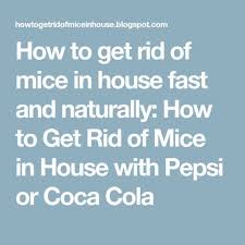 Originally marketed as a temperance drink and intended as a patent medicine. Pin On Pest Contrl
