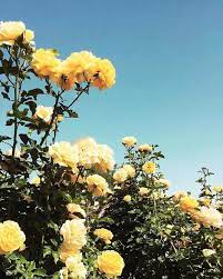 Trusted instagram stalker will help you to watch instagram content without signing up or if you are blocked. Urban Outfitters Urban Outfitters Instagram Photos And Videos Urban Outfitters Urban Outfitters Instagr Yellow Flowers Planting Flowers Flower Aesthetic