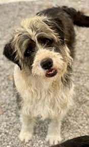 6 mth jack russell mix 16 lbs. Available Dogs Carolina Poodle Rescue