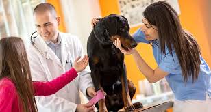 For the most part, your furry friend has recovered and is on their way back to their usual routine of chasing squirrels, playing fetch, and happily barking at the wind. How To Treat Cuts On Dogs Dog Health Cesar S Way