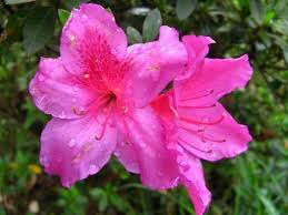 Ecco una valida guida per chiarirti le idee! 10 Piante Da Fiore Primaverili Da Tenere In Casa Notizie In Vetrina