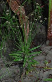 Image result for Paepalanthus lamarckii