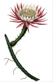 The flowers are short lived, and some of these species, such as selenicereus grandiflorus, bloom only once a year, for a single night. Selenicereus Spinulosus Wikipedia