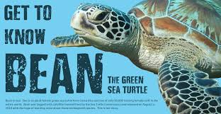 Workbook Ironquest Bean The Green Sea Turtle Collaboration