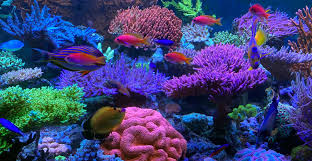 Das great barrier reef (deutsche bezeichnungen: T5 Great Barrier Turquoise 54w Korallen Zucht De