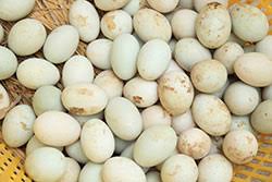 Resultado de imagem para Salmonella