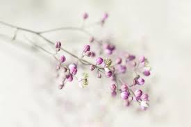 Plant with small pink and white flowers. Garden Plant Gardening Flower Pink White Small Pink Flower Flowers Little Flower Bloemenknop Nature Pikist