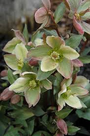A whole new world of plants delivered to your door start shopping → order your orchard! Ivory Prince Hellebore Helleborus Walhelivor In Milwaukee Racine Waukesha Green Bay Oconomowoc Wisconsin Wi At Stein S Garden Home