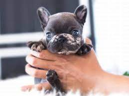 We also provide a one year health guarantee. Tiny Teacup French Bulldog For Sale Tiny Pups For Adoption