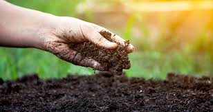 If bed is established, sprinkle around each plant. 4 Application Guidelines On How To Use Azomite In Gardening Garden Ambition