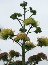 Image result for Agave sisalana