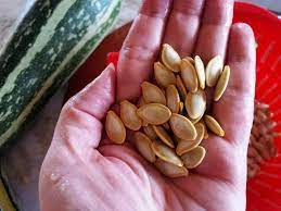 It is not possible to regrow a harvested zucchini. Adventures In Self Sufficiency How To Save Zucchini Seed