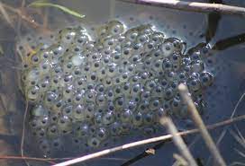 Download in under 30 seconds. What Do Frog Eggs Look Like Quora