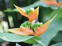 Heliconia Psittacorum Wikipedia Heliconia Planting Flowers Plants