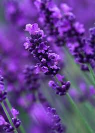 Lavandula Angustifolia Hidcote Lavender Lavender Flowers Lavender Plant Lavender Hidcote