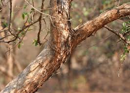 Image result for Flacourtia indica