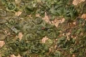 Image result for Didymoglossum