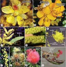 Image result for Fabaceae subfamily Mimosoideae